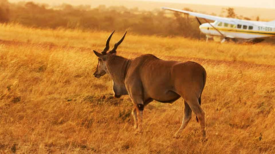 Tanzania Fly-In Safari