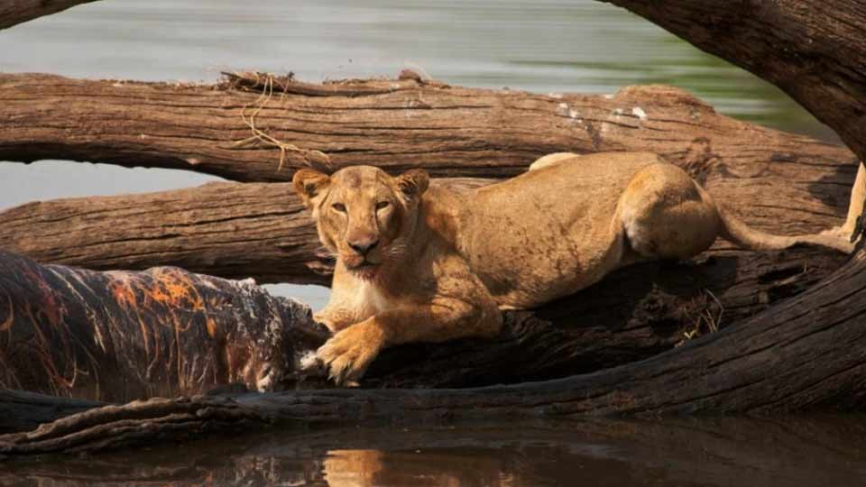 Southern Tanzania Safari